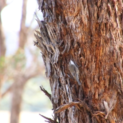 Cormobates leucophaea (White-throated Treecreeper) at Tharwa, ACT - 4 Sep 2024 by MB