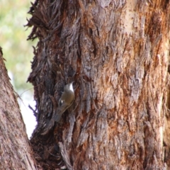 Cormobates leucophaea at Tharwa, ACT - 4 Sep 2024