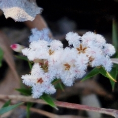 Leucopogon virgatus (Common Beard-heath) at Kingsdale, NSW - 4 Sep 2024 by trevorpreston