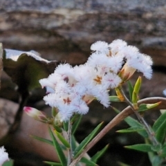 Leucopogon virgatus at Kingsdale, NSW - 4 Sep 2024