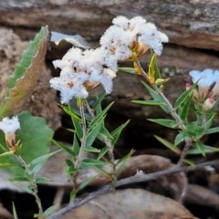 Leucopogon virgatus at Kingsdale, NSW - 4 Sep 2024