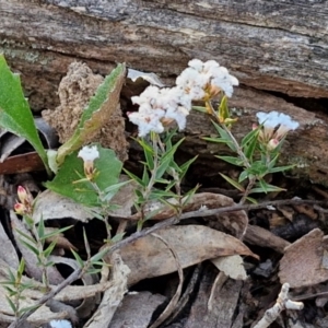 Leucopogon virgatus at Kingsdale, NSW - 4 Sep 2024