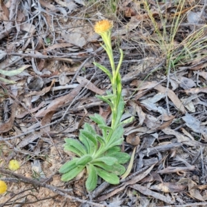 Coronidium scorpioides at Kingsdale, NSW - 4 Sep 2024 04:37 PM