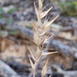 Rytidosperma sp. at Kingsdale, NSW - 4 Sep 2024 04:32 PM