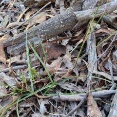 Rytidosperma sp. at Kingsdale, NSW - 4 Sep 2024 04:32 PM