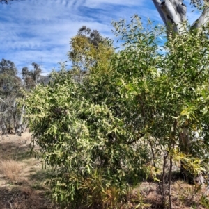 Acacia melanoxylon at Tharwa, ACT - 4 Sep 2024 12:17 PM