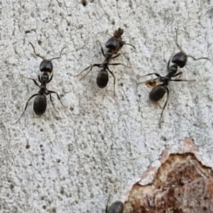 Anonychomyrma sp. (genus) at Kingsdale, NSW - 4 Sep 2024 04:30 PM