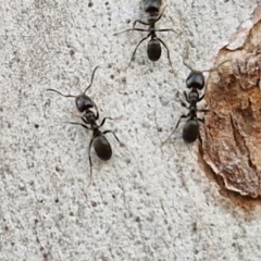 Anonychomyrma sp. (genus) at Kingsdale, NSW - 4 Sep 2024