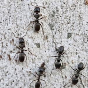 Anonychomyrma sp. (genus) at Kingsdale, NSW - 4 Sep 2024