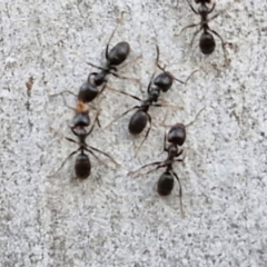 Anonychomyrma sp. (genus) at Kingsdale, NSW - 4 Sep 2024 04:30 PM