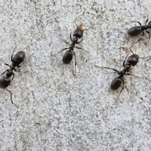 Anonychomyrma sp. (genus) at Kingsdale, NSW - 4 Sep 2024