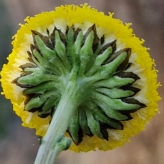 Craspedia variabilis (Common Billy Buttons) at Kingsdale, NSW - 4 Sep 2024 by trevorpreston