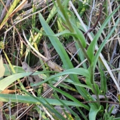 Craspedia variabilis at Kingsdale, NSW - suppressed