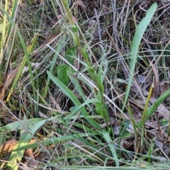 Craspedia variabilis at Kingsdale, NSW - suppressed