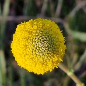 Craspedia variabilis at Kingsdale, NSW - suppressed