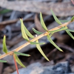 Acacia ulicifolia (Prickly Moses) at Kingsdale, NSW - 4 Sep 2024 by trevorpreston