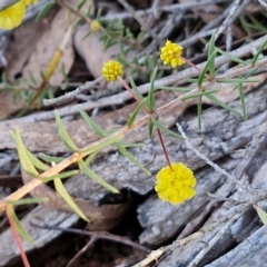 Acacia ulicifolia at Kingsdale, NSW - 4 Sep 2024