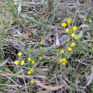 Acacia ulicifolia at Kingsdale, NSW - 4 Sep 2024