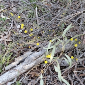 Acacia ulicifolia at Kingsdale, NSW - 4 Sep 2024