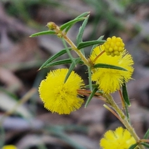 Acacia ulicifolia at Kingsdale, NSW - 4 Sep 2024