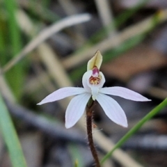 Caladenia fuscata (Dusky Fingers) at Kingsdale, NSW - 4 Sep 2024 by trevorpreston