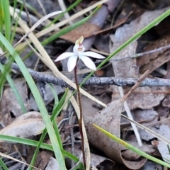 Caladenia fuscata at Kingsdale, NSW - 4 Sep 2024