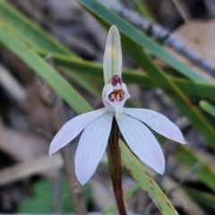 Caladenia fuscata (Dusky Fingers) at Kingsdale, NSW - 4 Sep 2024 by trevorpreston