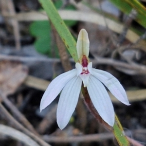 Caladenia fuscata at Kingsdale, NSW - 4 Sep 2024