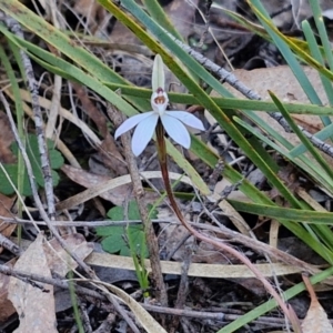 Caladenia fuscata at Kingsdale, NSW - 4 Sep 2024