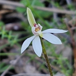 Caladenia fuscata at Kingsdale, NSW - 4 Sep 2024