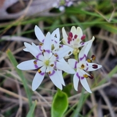 Wurmbea dioica subsp. dioica (Early Nancy) at Kingsdale, NSW - 4 Sep 2024 by trevorpreston