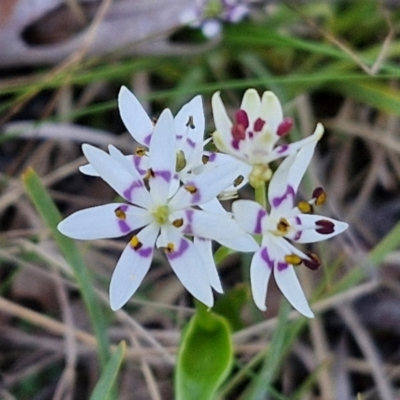 Wurmbea dioica subsp. dioica (Early Nancy) at Kingsdale, NSW - 4 Sep 2024 by trevorpreston