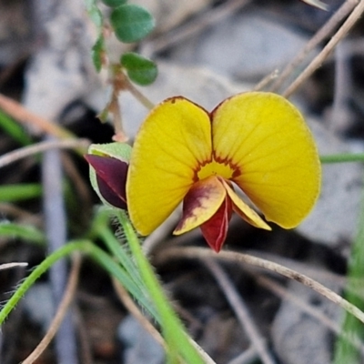 Bossiaea buxifolia (Matted Bossiaea) at Kingsdale, NSW - 4 Sep 2024 by trevorpreston