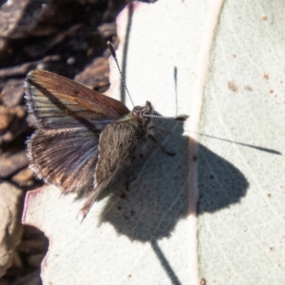 Paralucia crosbyi (Violet Copper Butterfly) at Booth, ACT - 3 Sep 2024 by SWishart