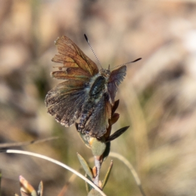 Paralucia crosbyi (Violet Copper Butterfly) by SWishart