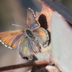 Paralucia crosbyi (Violet Copper Butterfly) at Booth, ACT - 3 Sep 2024 by SWishart