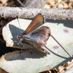 Paralucia crosbyi (Violet Copper Butterfly) by SWishart