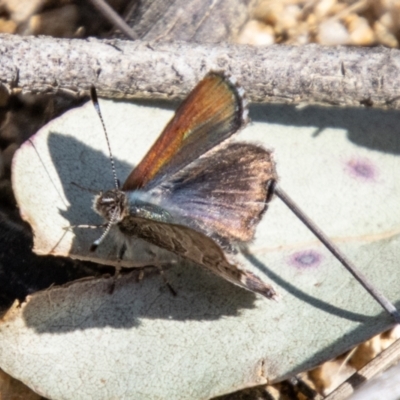 Paralucia crosbyi (Violet Copper Butterfly) at Booth, ACT - 3 Sep 2024 by SWishart