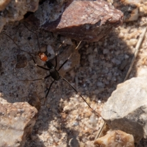 Leptomyrmex erythrocephalus at Booth, ACT - 3 Sep 2024