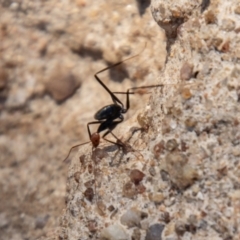 Leptomyrmex erythrocephalus at Booth, ACT - 3 Sep 2024