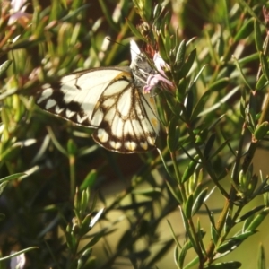 Belenois java at Murrumbateman, NSW - 4 Sep 2024 04:18 PM