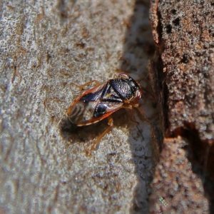 Stylogeocoris elongatus at Higgins, ACT - 3 Sep 2024 02:51 PM