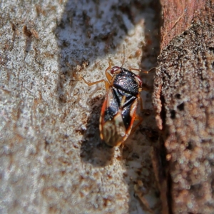 Stylogeocoris elongatus at Higgins, ACT - 3 Sep 2024 02:51 PM