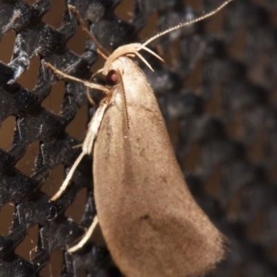 Chezala (genus) at Sheldon, QLD - 24 Aug 2024 by PJH123