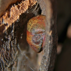 Aphylum sp. (genus) (Shield bug) at Higgins, ACT - 3 Sep 2024 by MichaelWenke