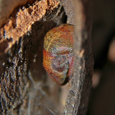 Aphylum sp. (genus) (Shield bug) at Higgins, ACT - 3 Sep 2024 by Trevor