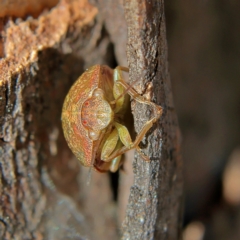 Aphylum sp. (genus) at Higgins, ACT - 3 Sep 2024