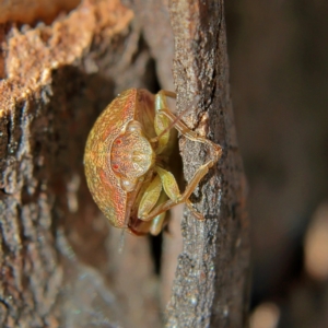 Aphylum sp. (genus) at Higgins, ACT - 3 Sep 2024