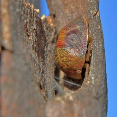 Aphylum sp. (genus) at Higgins, ACT - 3 Sep 2024