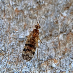 Sylvicola dubius (Wood-gnat) at Higgins, ACT - 3 Sep 2024 by MichaelWenke